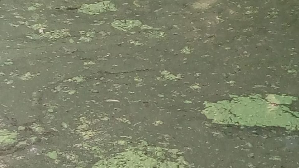 Sinicový vodní květ v návesním rybníku - detail