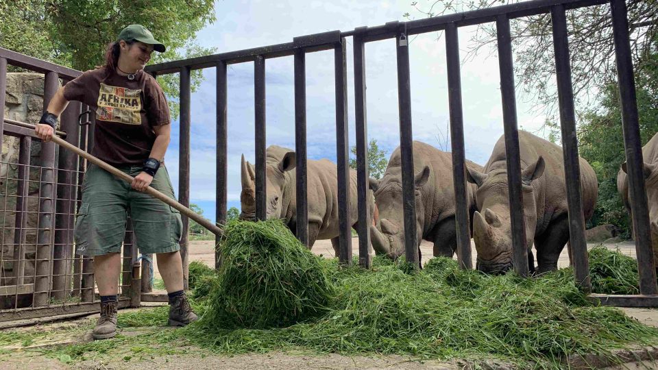 Kateřina Lochovská se v Safari Parku Dvůr Králové stará o nosorožce