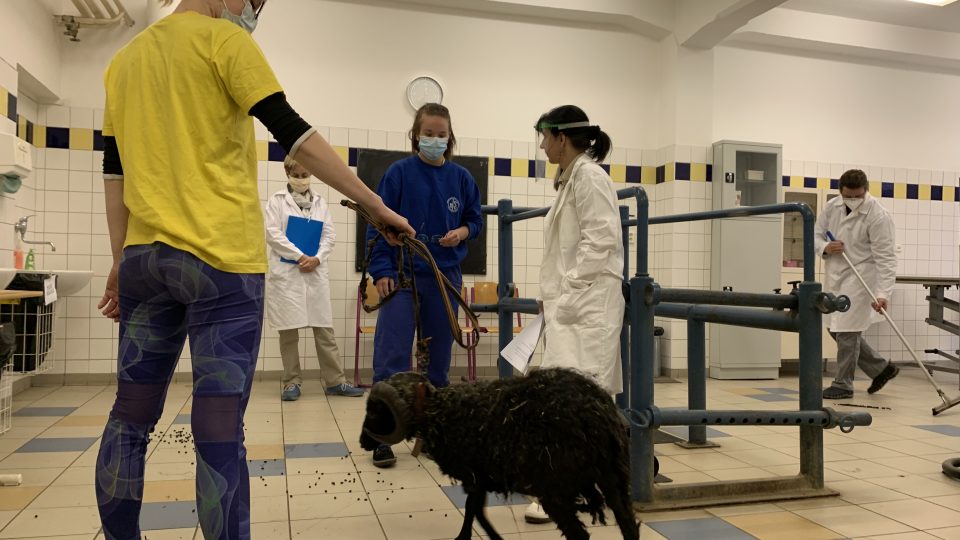 Praktické zkoušky dospělosti na Střední veterinární škole v Hradci Králové