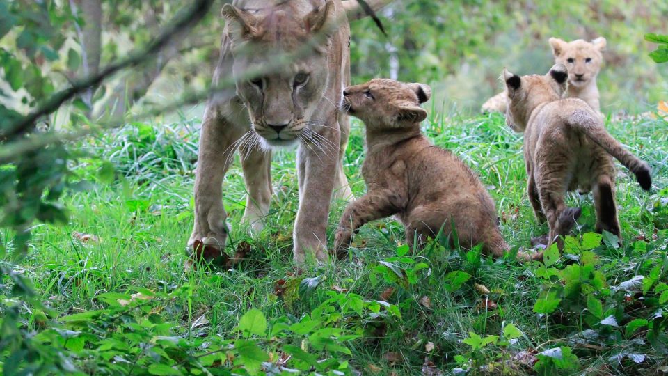 Lví smečka v Safari Parku Dvůr Králové nad Labem
