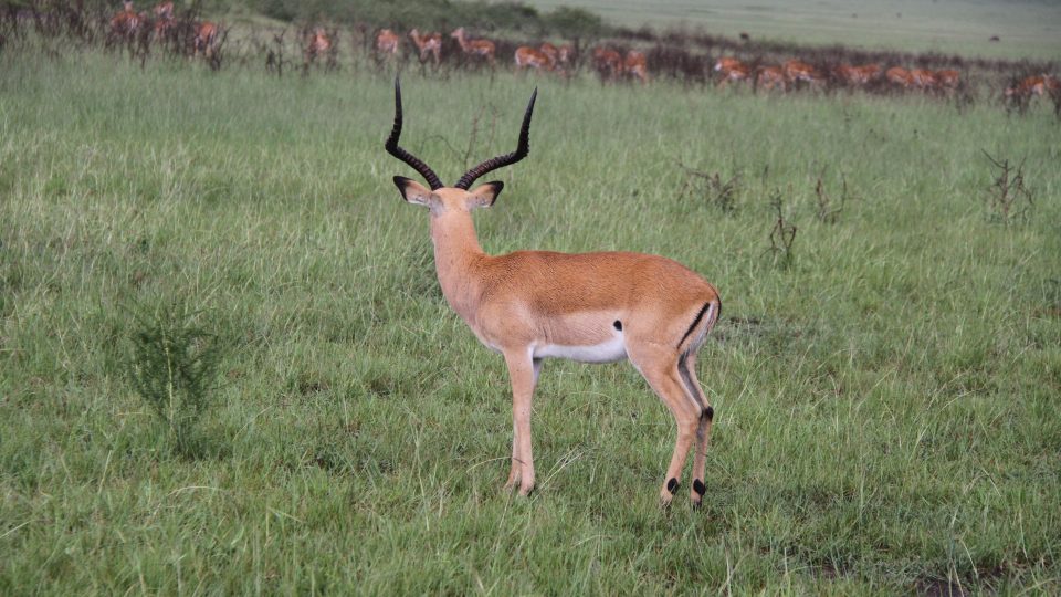 Národní park Akagera ve Rwandě