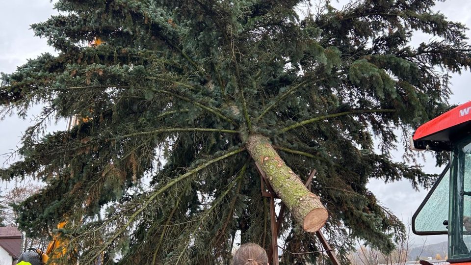 Trutnov už má vánoční strom pro Krakonošovo náměstí. Těžká technika ho pokácela na okraji města