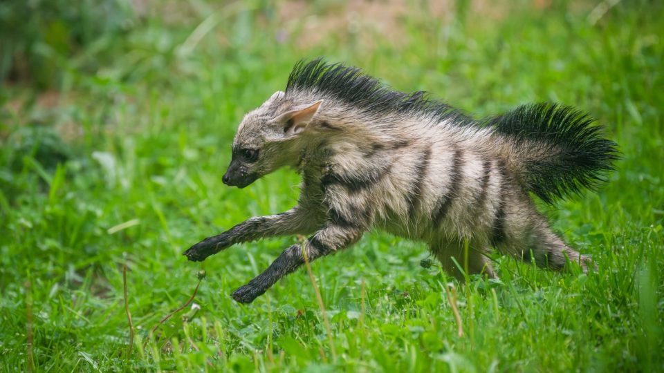 První česká mláďata hyenky hřivnaté již vycházejí do výběhu