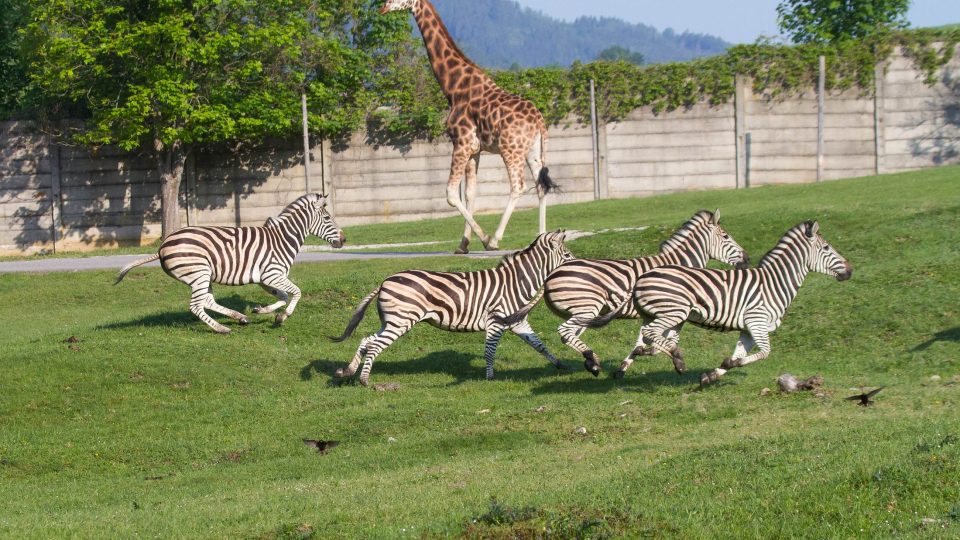 Dvorský safari park naplňuje vizi Josefa Vágnera. Vytvoření "živé banky" na záchranu afrických druhů