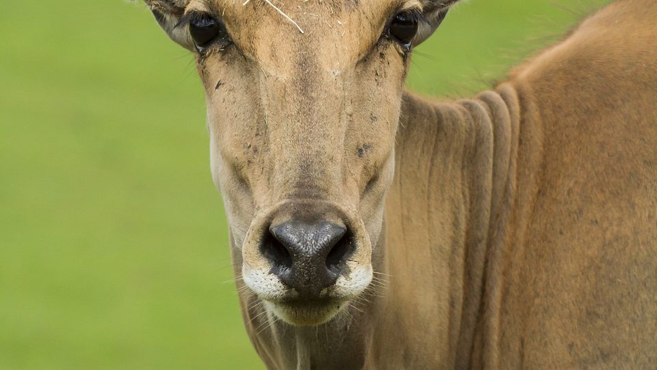 K vůbec nejtěžším a největším zvířatům patří antilopa losí