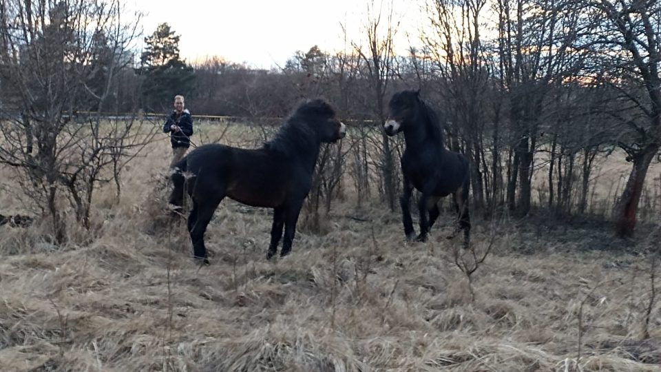 Divokým koním v přírodně cenné lokalitě Na Plachtě na okraji Hradce Králové se nově výběh zvětšil o třetinu