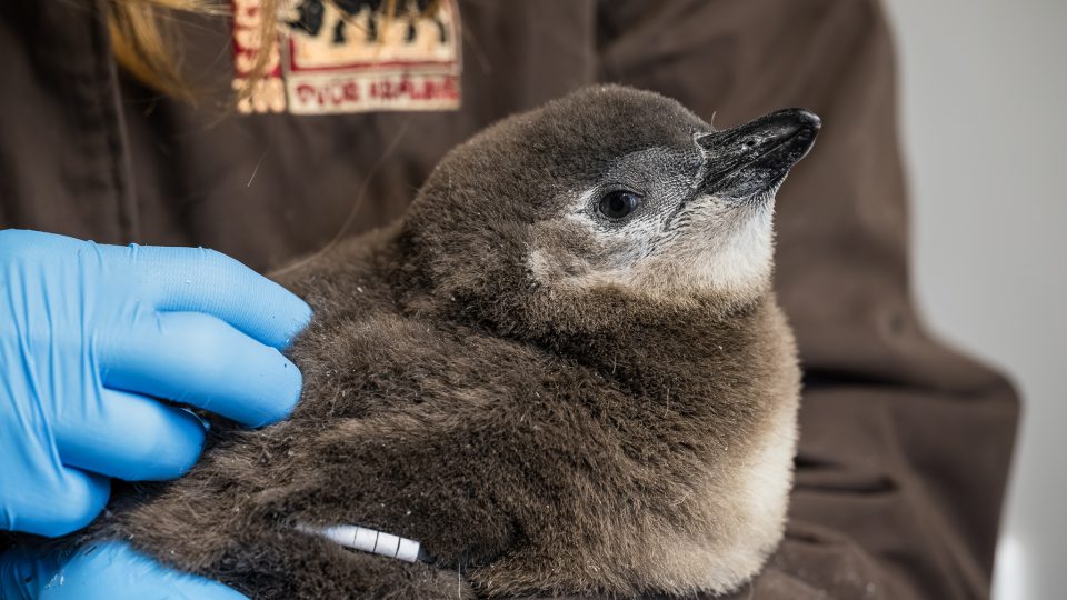 Pět tučňáků brýlových se přesunulo do „školky“
