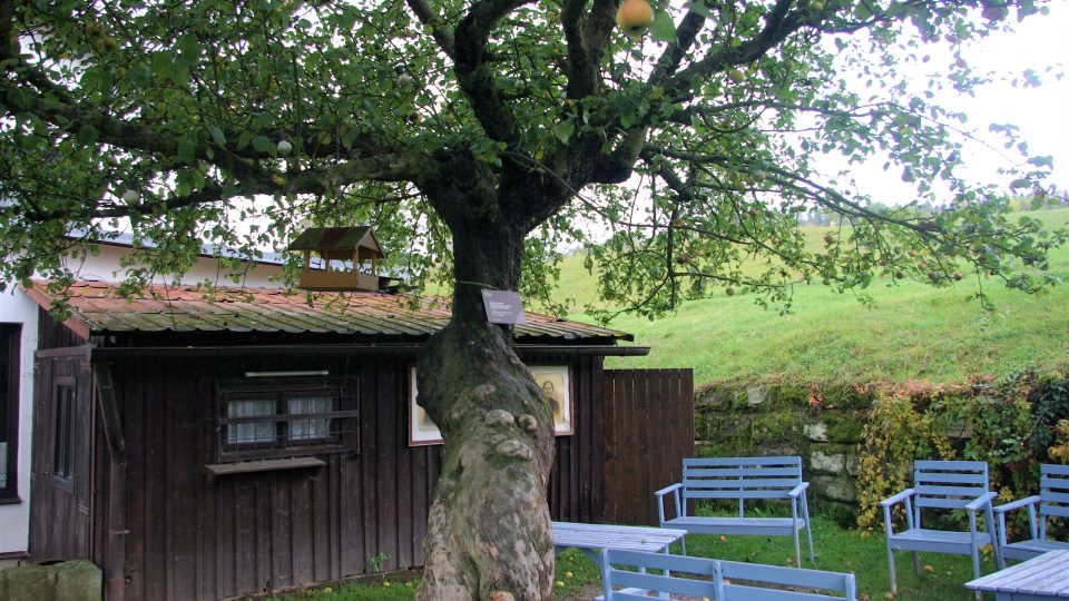 Stromem roku je jabloň z Machovské Lhoty na Náchodsku!