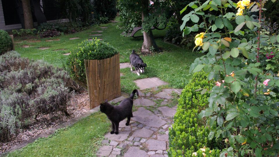 V Majčině zhradě je dobře i adoptovaným kočkám a původně týrané fence Terezce