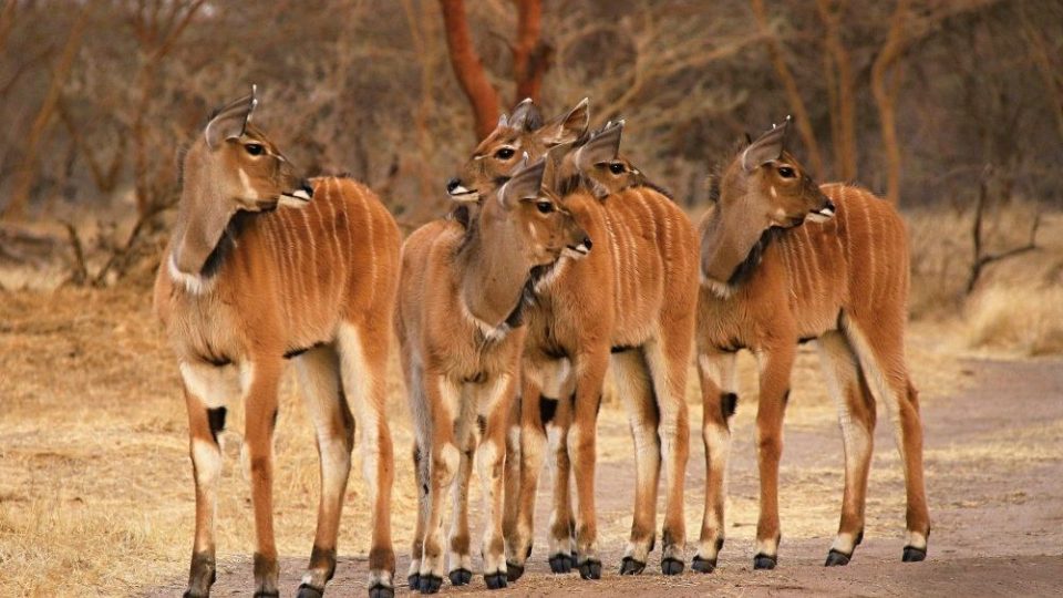 Projekt na záchranu antilop Derbyho