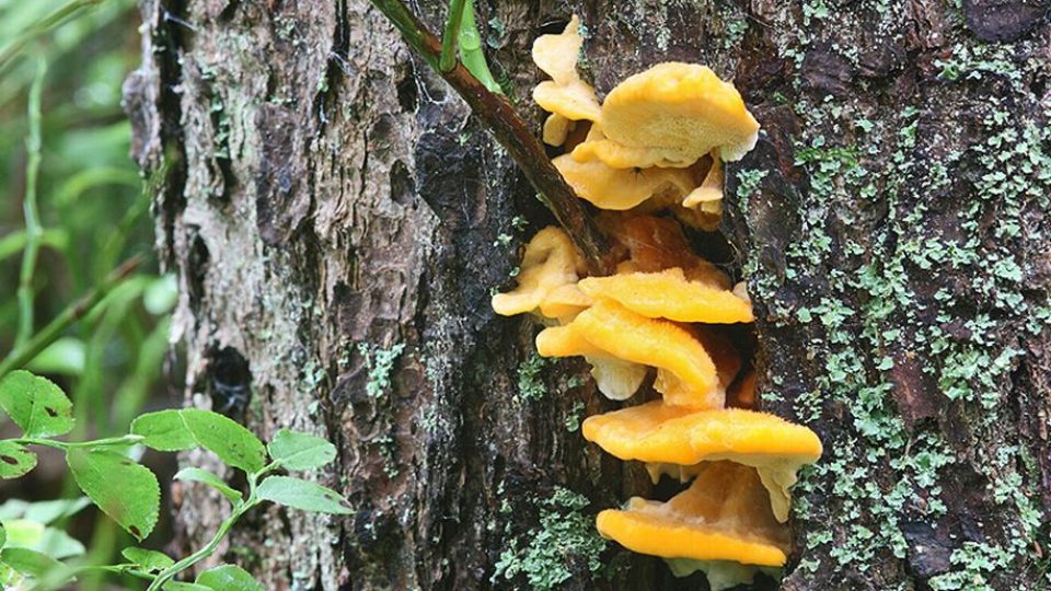 Letošní tradiční hradecká houbařská výstava bude v Pardubicích