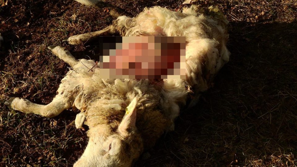 V Orlických horách se objevil první potvrzený případ útoku vlků na hospodářská zvířata