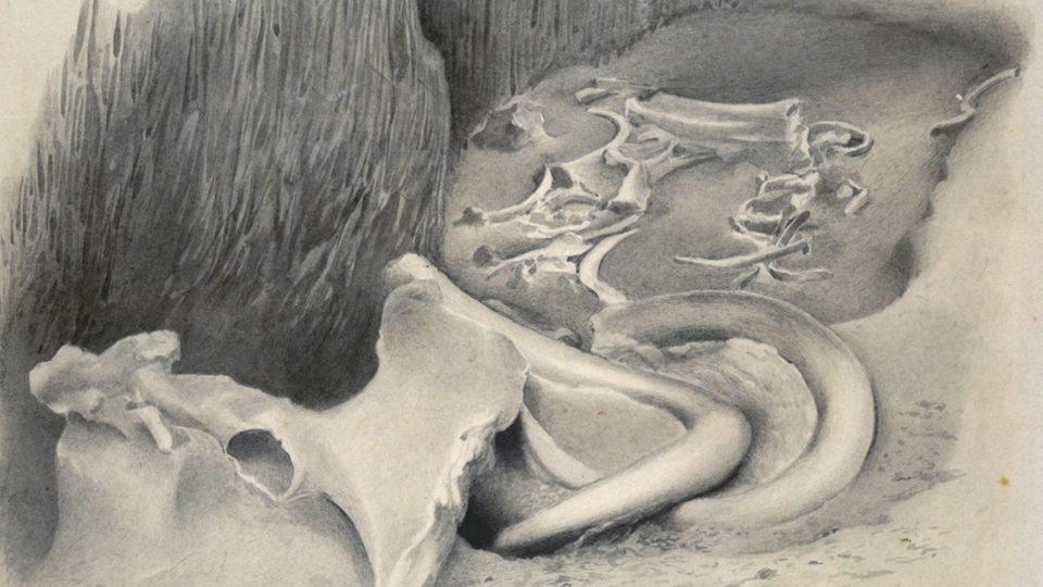 Na obrázku je kresba mamutích kostí ze Svobodných Dvorů, která sloužila jako dobová pohlednice