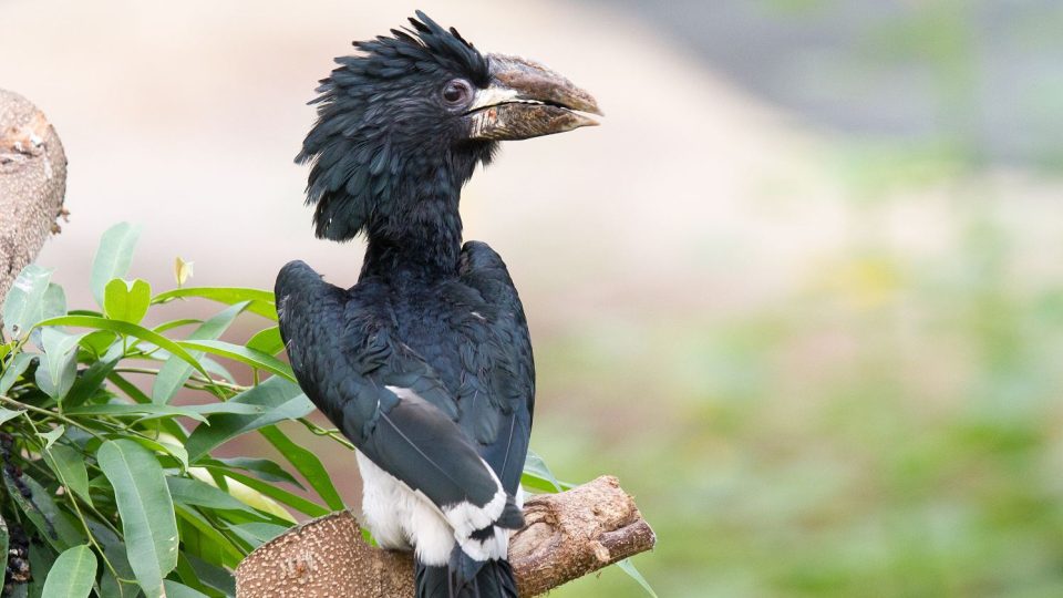 Novinky Madagaskaru a Konga v Safari Parku Dvůr Králové