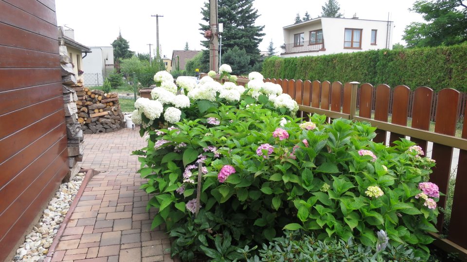 Hortenzie v polovině července začínají kvést