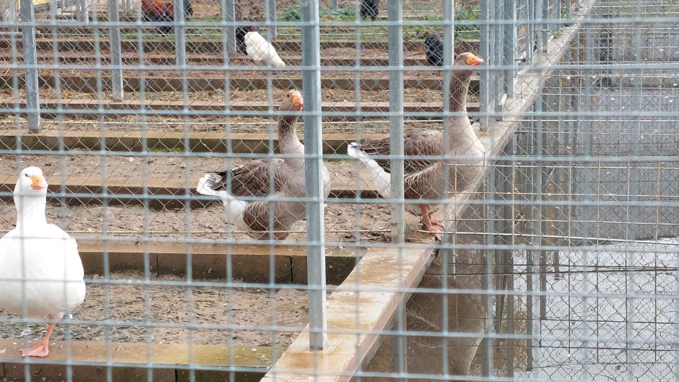 Polovina veškeré výuky v Zemědělské akademii v Hořicích na Jičínsku je praktická