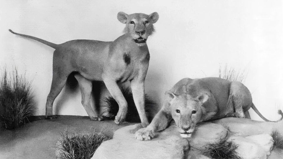 Vycpaní lidožraví lvi ze Tsava (muzeum The Field, Chicago 1925)