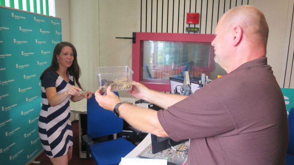 Herpetolog Roman Rozínek přinesl Pavle Kindernayové do rozhlasového studia ukázat černou zmiji