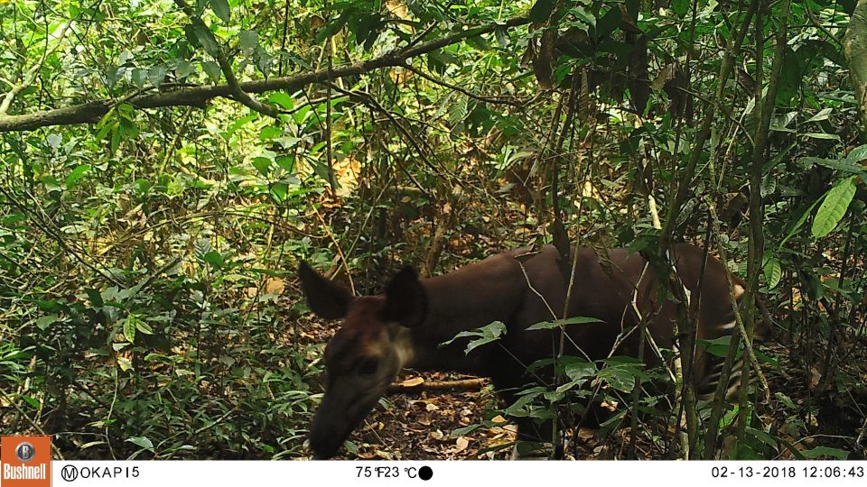 Vzácné okapi pomáhá Safari Park Dvůr Králové chránit přímo ve volné přírodě