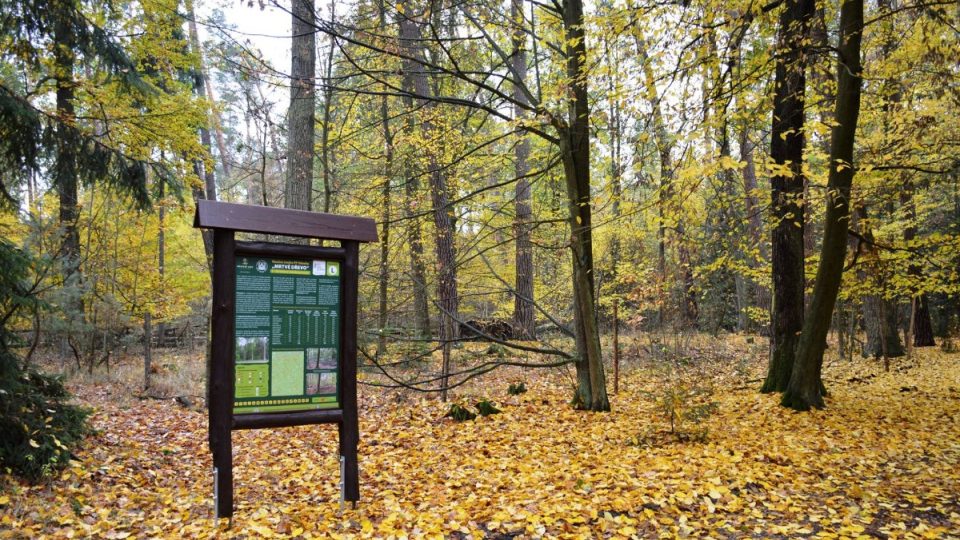 Městské lesy Hradec Králové jsou klidovou zónou pro občany města