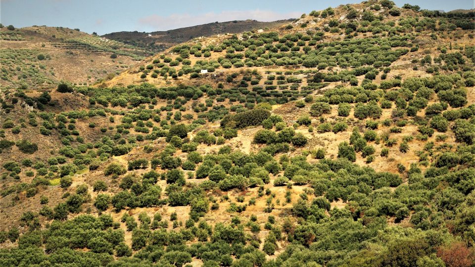 Olivové háje na ostrově Kréta