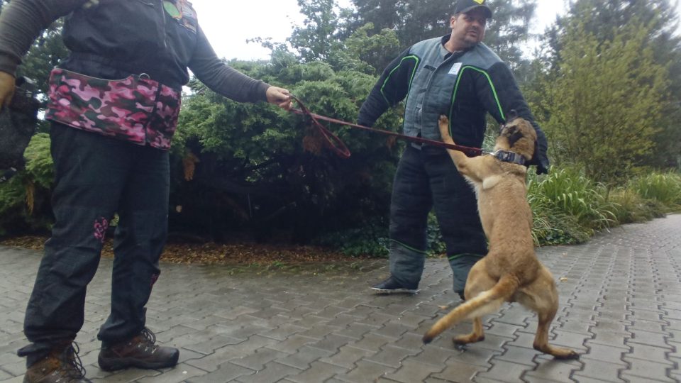 Výcvik belgických psů malinios, kteří umí vyhledat pytlácké úlovky