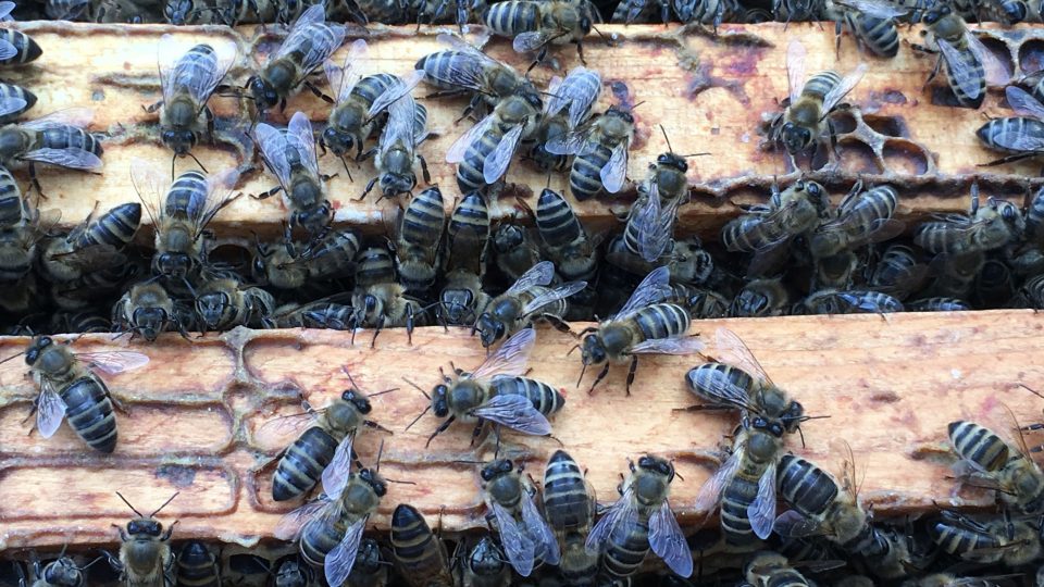 Včely v Zahradě léčivých rostlin FF UK Hradec Králové