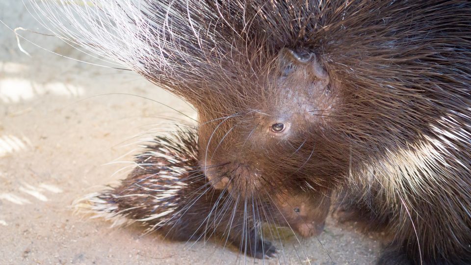 Dikobrazí rodinka v Safari Parku Dvůr Králové 