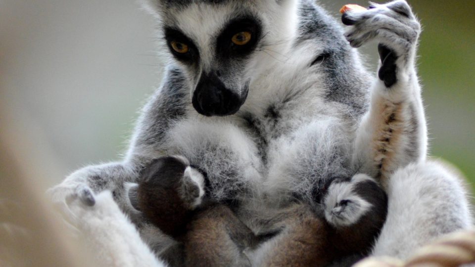 Mláďata lemurů kata v Safari Parku Dvůr Králové