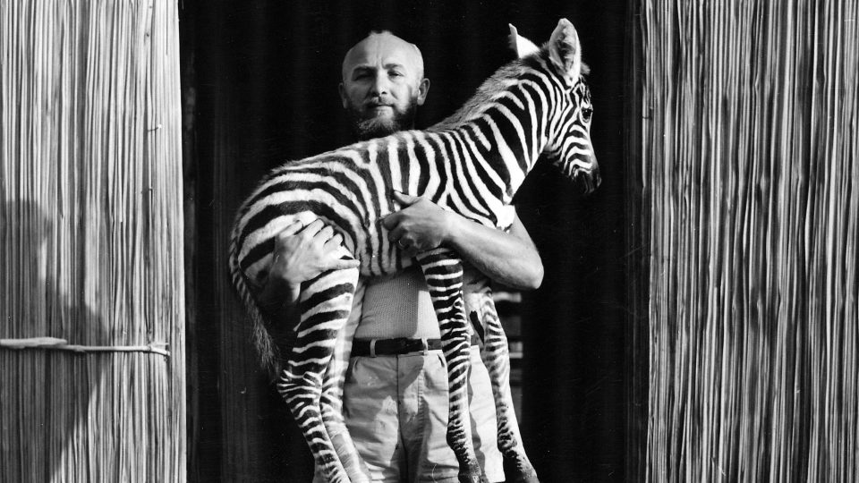 Josef Vágner a zebra