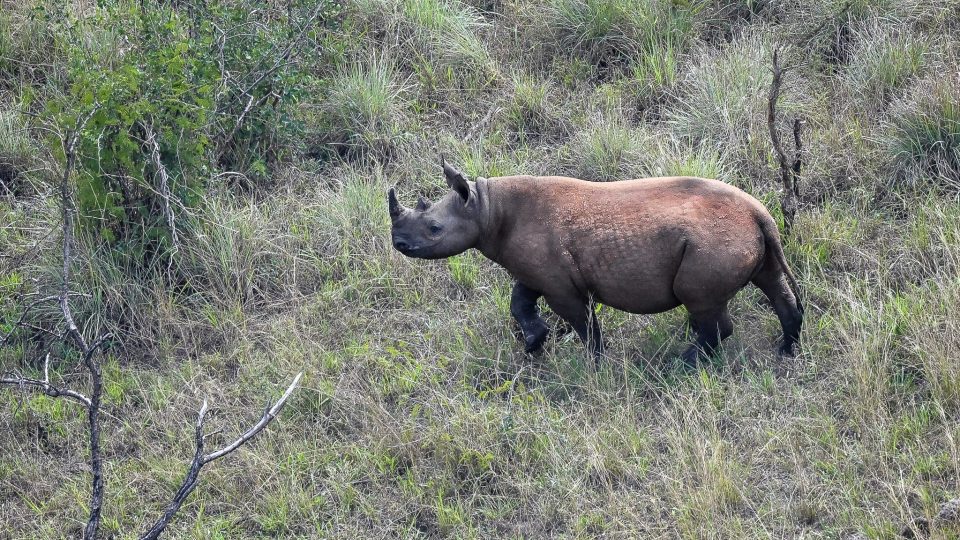 Dvorská samice nosorožce černého Jasiri porodila v Africe druhé mládě. Dostalo jméno Juru, tedy „Nebesa" | foto: Drew Bantlin / NP Akagera Dvorská samice nosorožce černého Jasiri porodila v Africe druhé mládě. Dostalo jméno Juru, tedy „Nebesa"