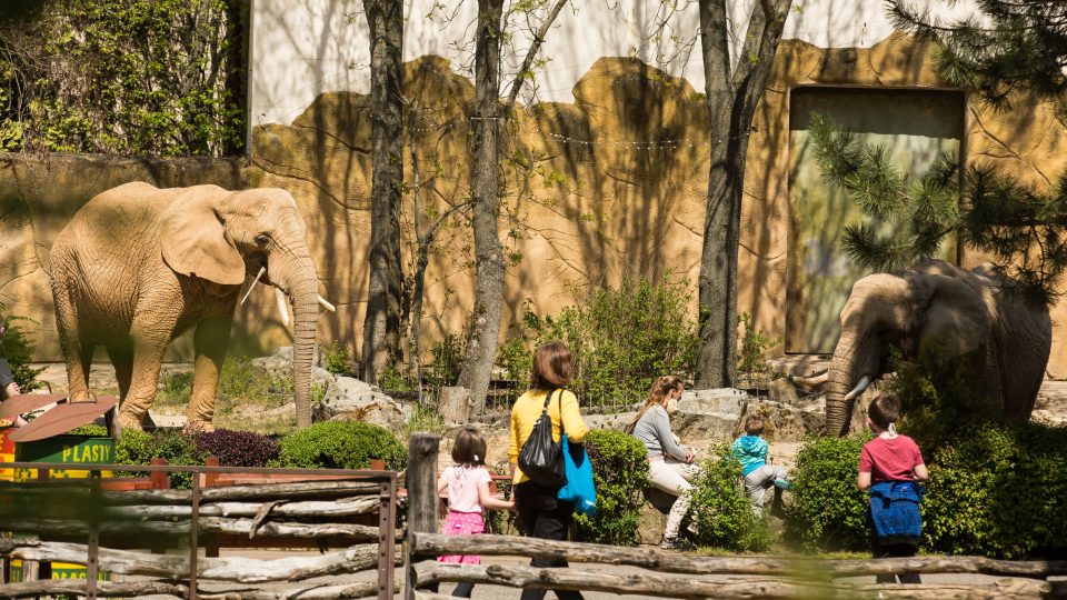 Venkovní výběhy Safari Parku Dvůr Králové se těší na návštěvníky