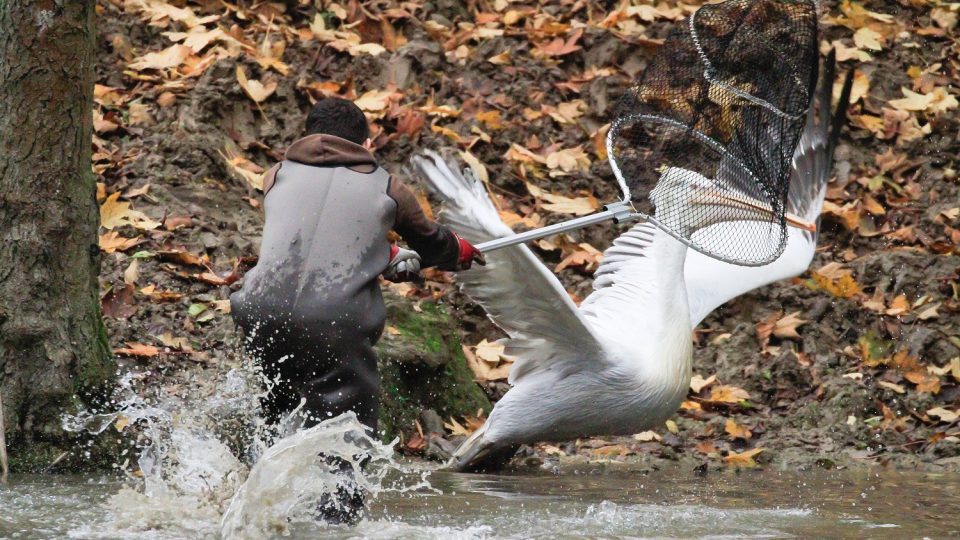 Poprvé v historii v rouškách proběhl v Safari Parku Dvůr Králové odchyt pelikánů
