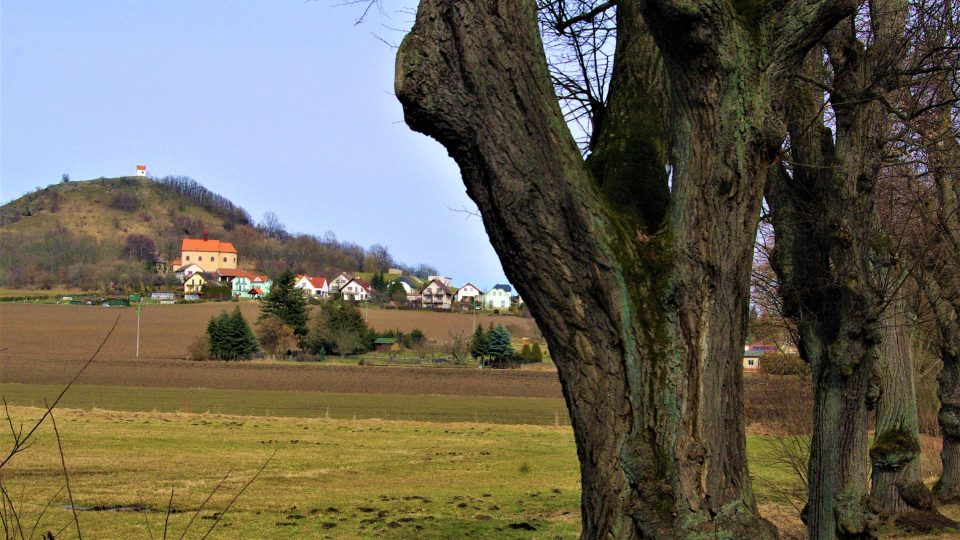 Čtyřřadá lipová alej v Jičíně a nedaleký Zebín