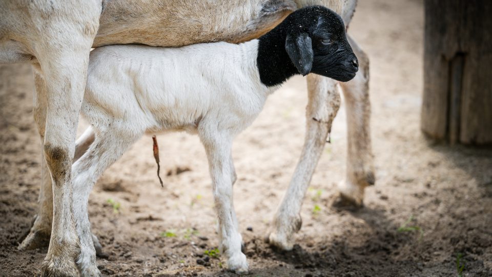 Dětská zoo je prakticky přístupná po celý rok