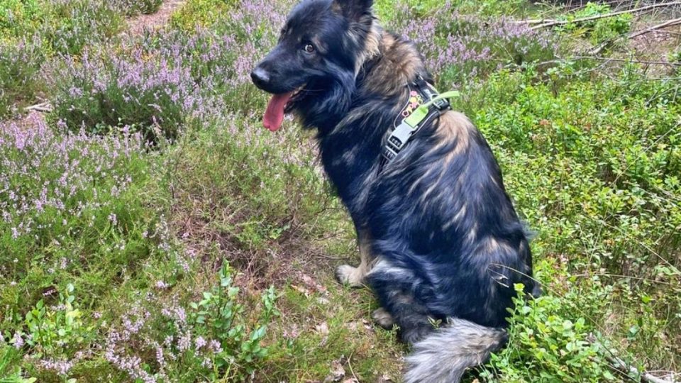 Dagmar Ruščáková: Opečovaná