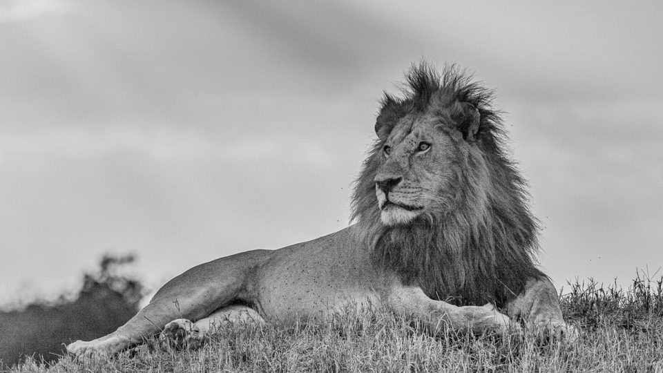 Král - Masai Mara, Keňa
