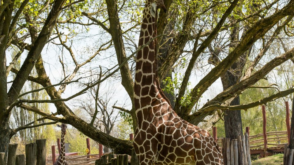 Venkovní výběhy Safari Parku Dvůr Králové se těší na návštěvníky