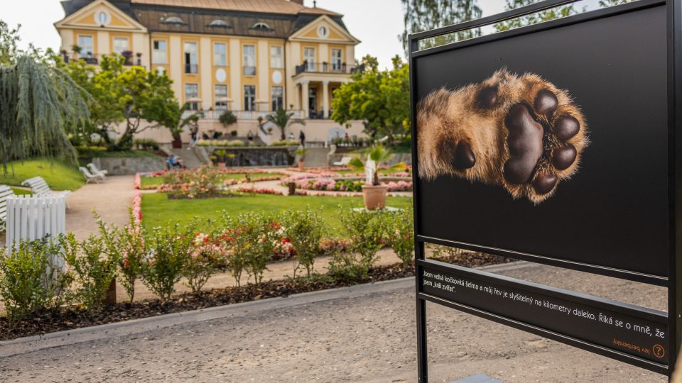 Tlapy a tlapky na výstavě Doteky Afriky v Safari Parku Dvůr Králové