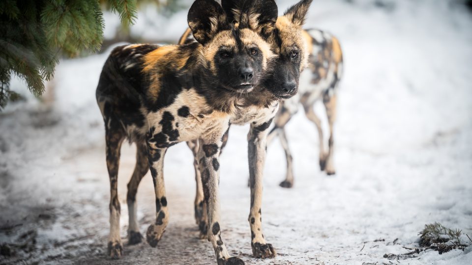 Vánoční Safari Park Dvůr Králové