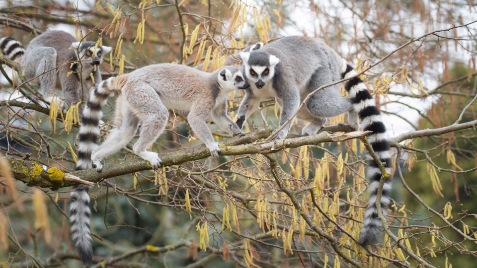 V Safari Parku Dvůr králové ožívá znovu na jaře Ostrov lemurů