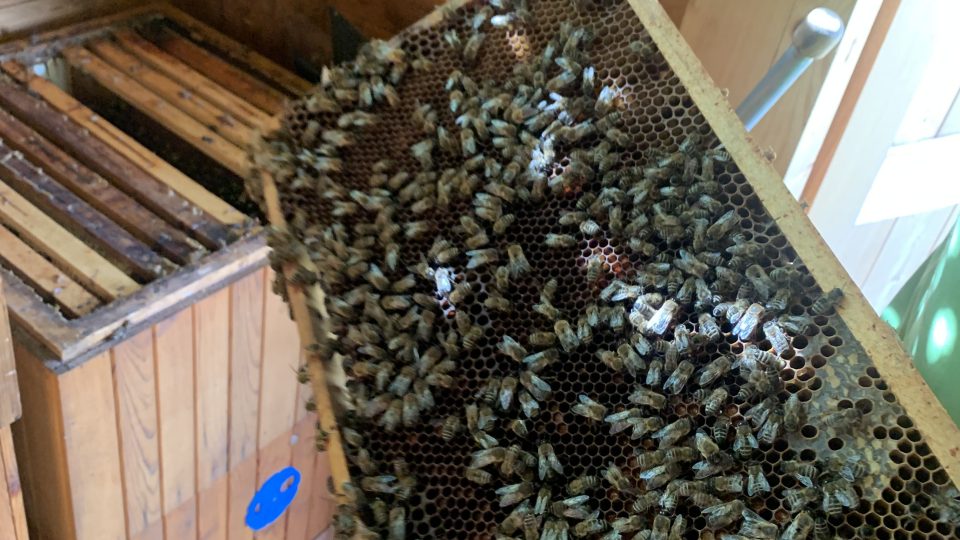 Začala sezóna medobraní. A podle oslovených včelařů bude úspěšná, medu má být letos dostatek