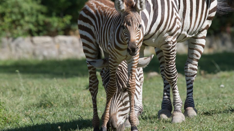 Safari Park Dvůr Králové chová kromě zeber kapských všechny druhy a poddruhy zeber