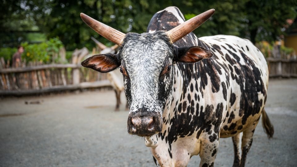 Dětská zoo je prakticky přístupná po celý rok