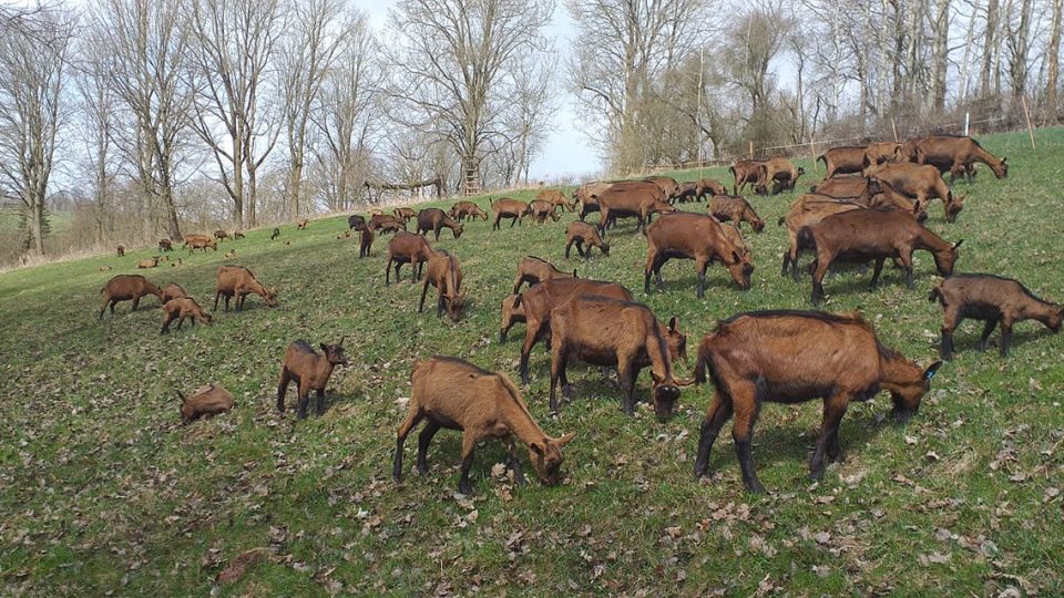 Krkonošská rodinná farma Lucie a Jana Frantových v Rudníku se stará o šedesátihlavé kozí stádo