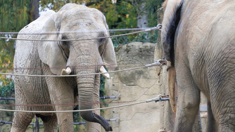 Tři slonice si rády vyrazí na malou procházku dvorským safari parkem
