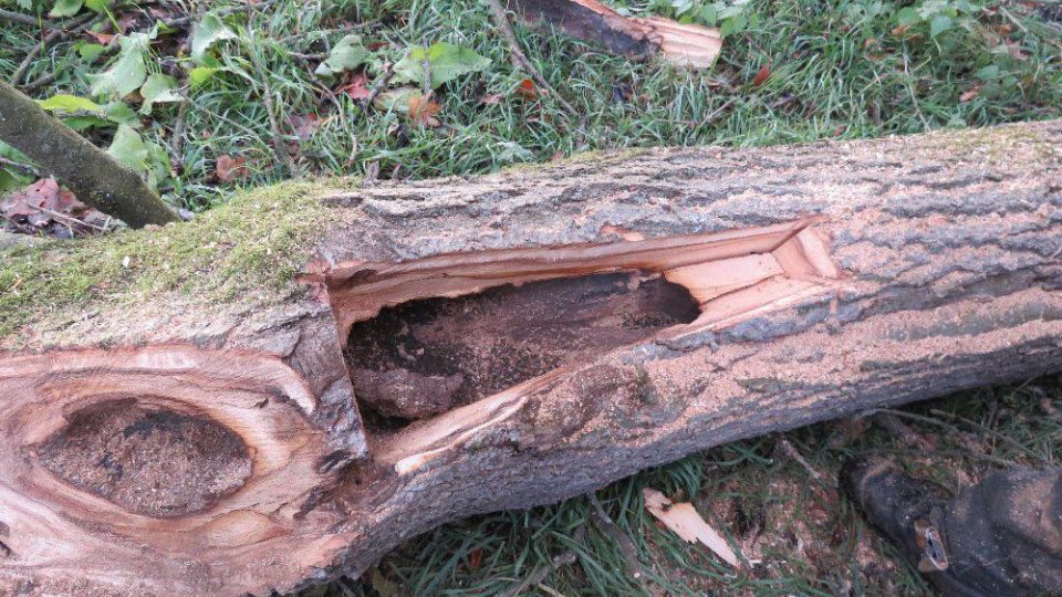 Při prořezu více stromů v Babiččině údolí našli ochranáři larvy vzácného brouka