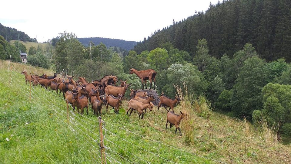 Krkonošská rodinná farma Lucie a Jana Frantových v Rudníku se stará o šedesátihlavé kozí stádo