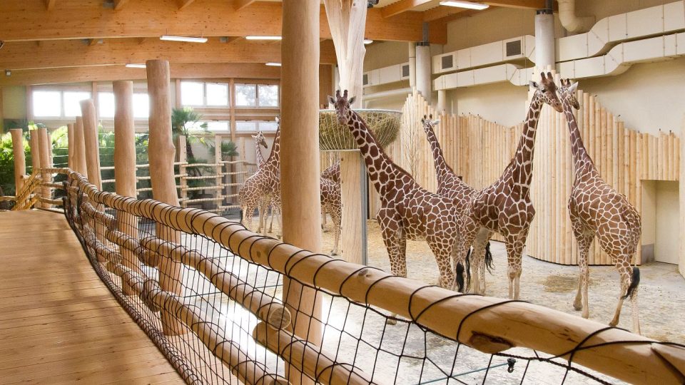 Nový žirafinec v Safari Parku Dvůr Králové