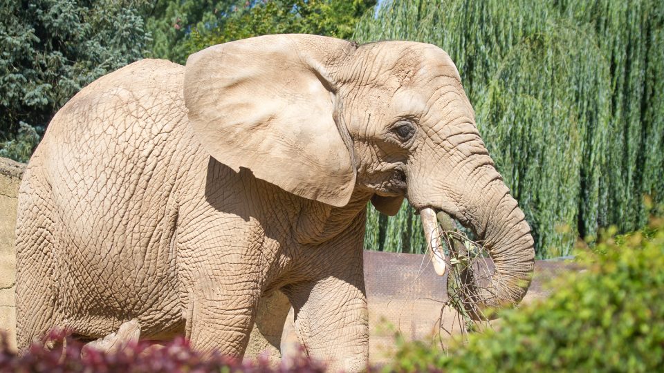 Slon v Safari Parku Dvůr Králové